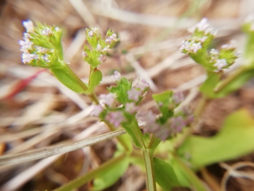 Image of Valerianella eriocarpa by (c) David Delon, some rights reserved (CC BY)