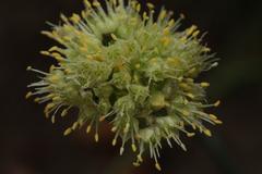 Allium condensatum