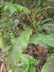 Heliconia aemygdiana
