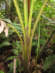 Heliconia aemygdiana