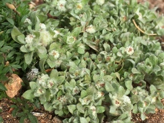 Psilocarphus brevissimus