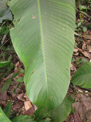 Heliconia aemygdiana