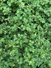 Ranunculus silerifolius