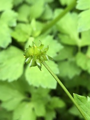 Ranunculus silerifolius