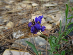 Polygala microphylla