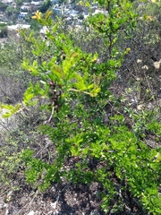 Vachellia rigidula