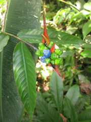 Heliconia hirsuta