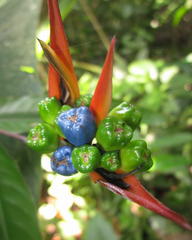 Heliconia hirsuta