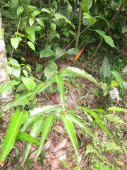Heliconia hirsuta