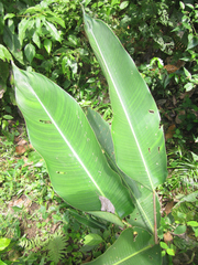Heliconia rostrata