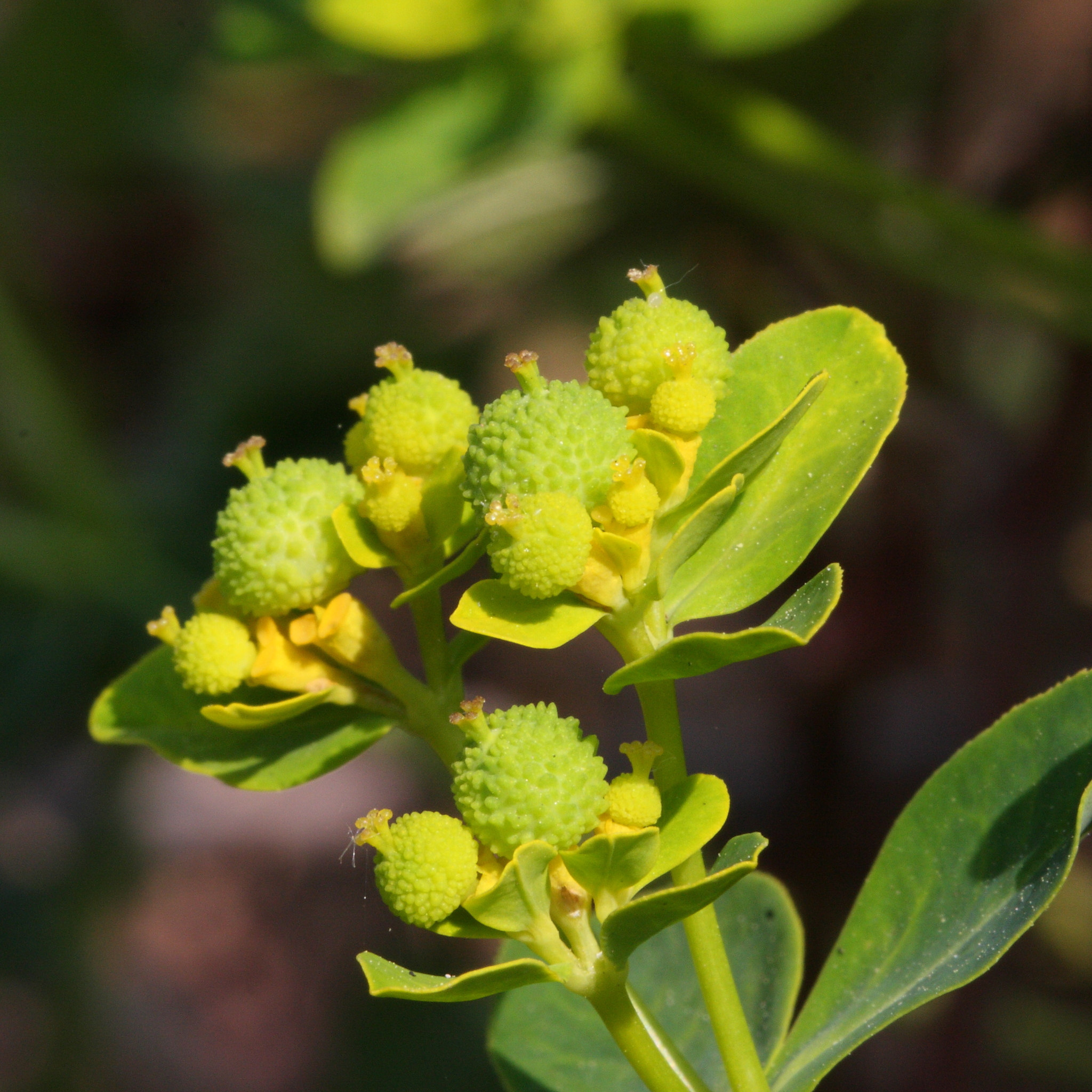 Euphorbia verrucosa