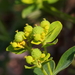 Euphorbia verrucosa - Photo (c) Guglielmo Vacirca, alguns direitos reservados (CC BY-NC), uploaded by Guglielmo Vacirca