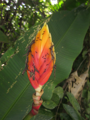 Heliconia episcopalis