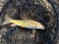Golden Redhorse photo 5