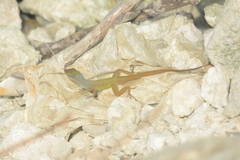Anolis wattsii