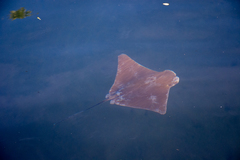 Rhinoptera steindachneri