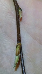 Carpinus caroliniana