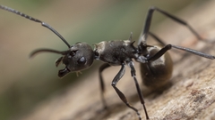 Polyrhachis dives