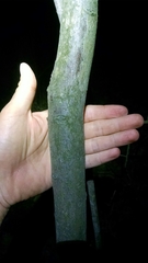 Carpinus caroliniana