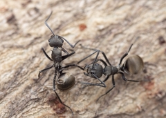 Polyrhachis dives