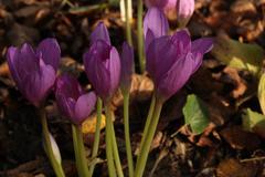 Colchicum speciosum