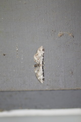 Eupithecia ravocostaliata