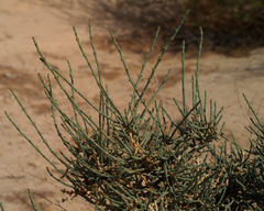 Anabasis syriaca