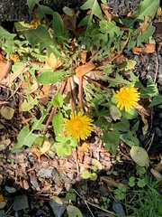 Taraxacum