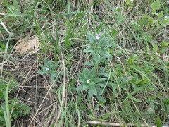 Buglossoides tenuiflora