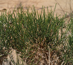 Anabasis syriaca