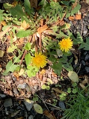 Taraxacum