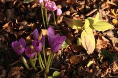 Colchicum speciosum