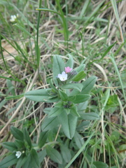 Buglossoides tenuiflora