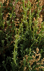 Anabasis setifera