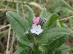 Buglossoides tenuiflora