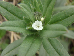Buglossoides tenuiflora