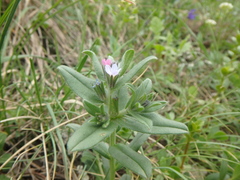 Buglossoides tenuiflora
