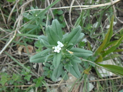 Buglossoides tenuiflora