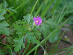 Geranium purpureum