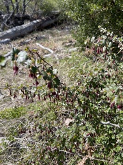 Ribes roezlii roezlii