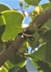 Parcella amarynthina