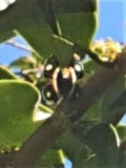 Parcella amarynthina