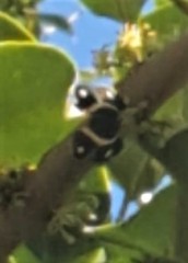 Parcella amarynthina