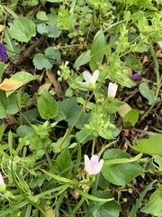 Claytonia virginica