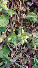Cerastium semidecandrum