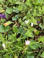 Claytonia virginica
