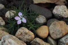 Dianthus microlepis