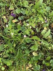 Claytonia virginica