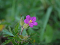Geranium purpureum