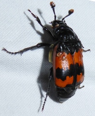 Nicrophorus guttula